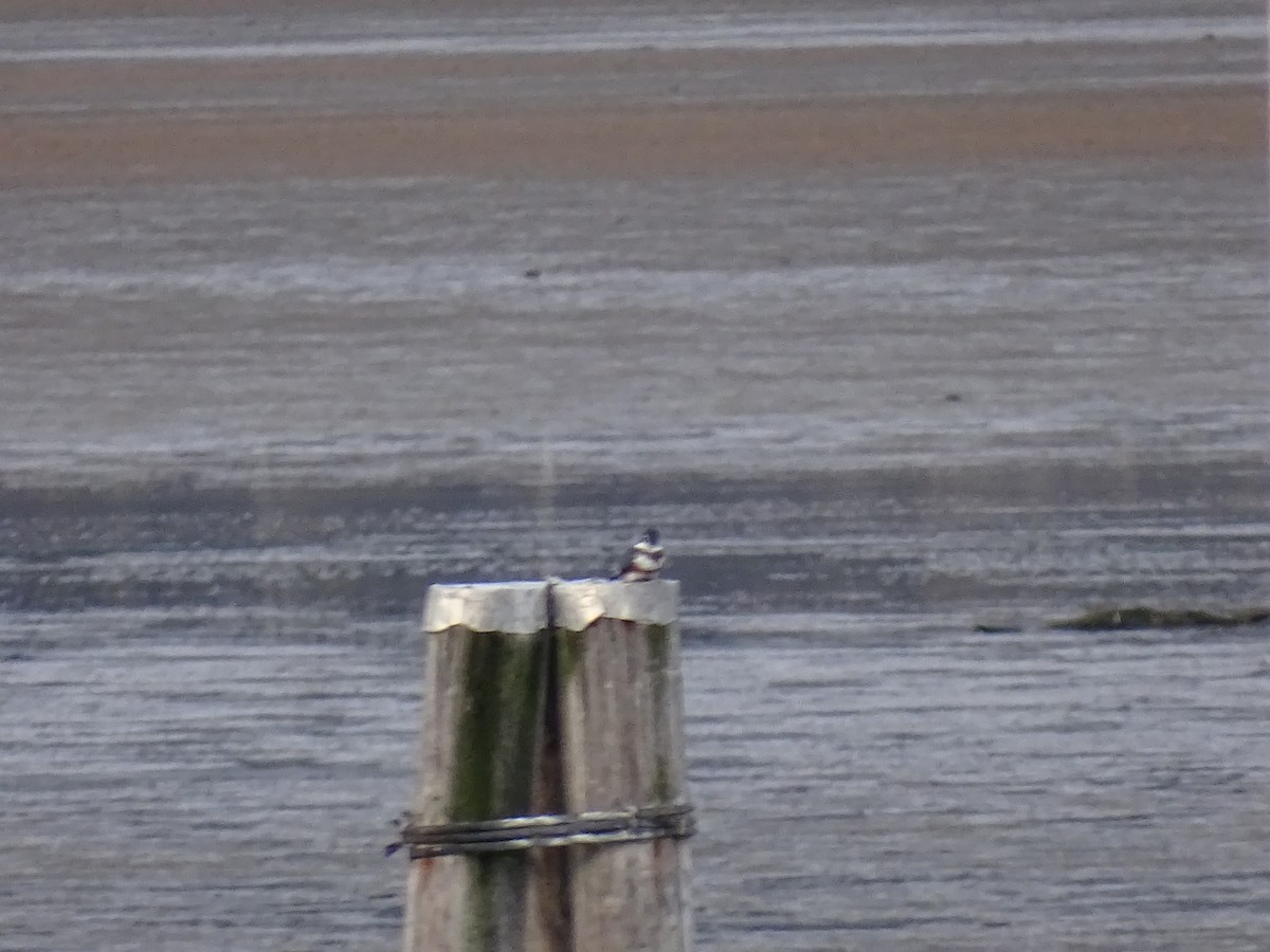 Belted Kingfisher - ML613134163