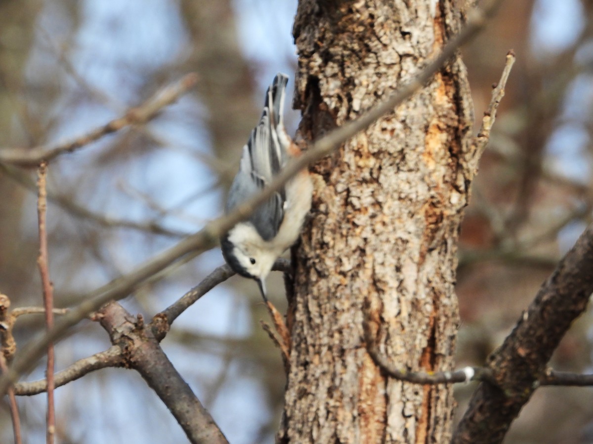 White-breasted Nuthatch - ML613134166