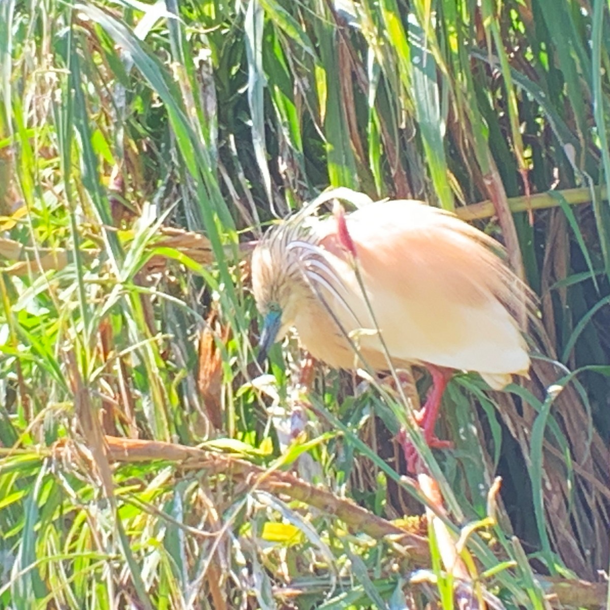 Malagasy Pond-Heron - ML613134233