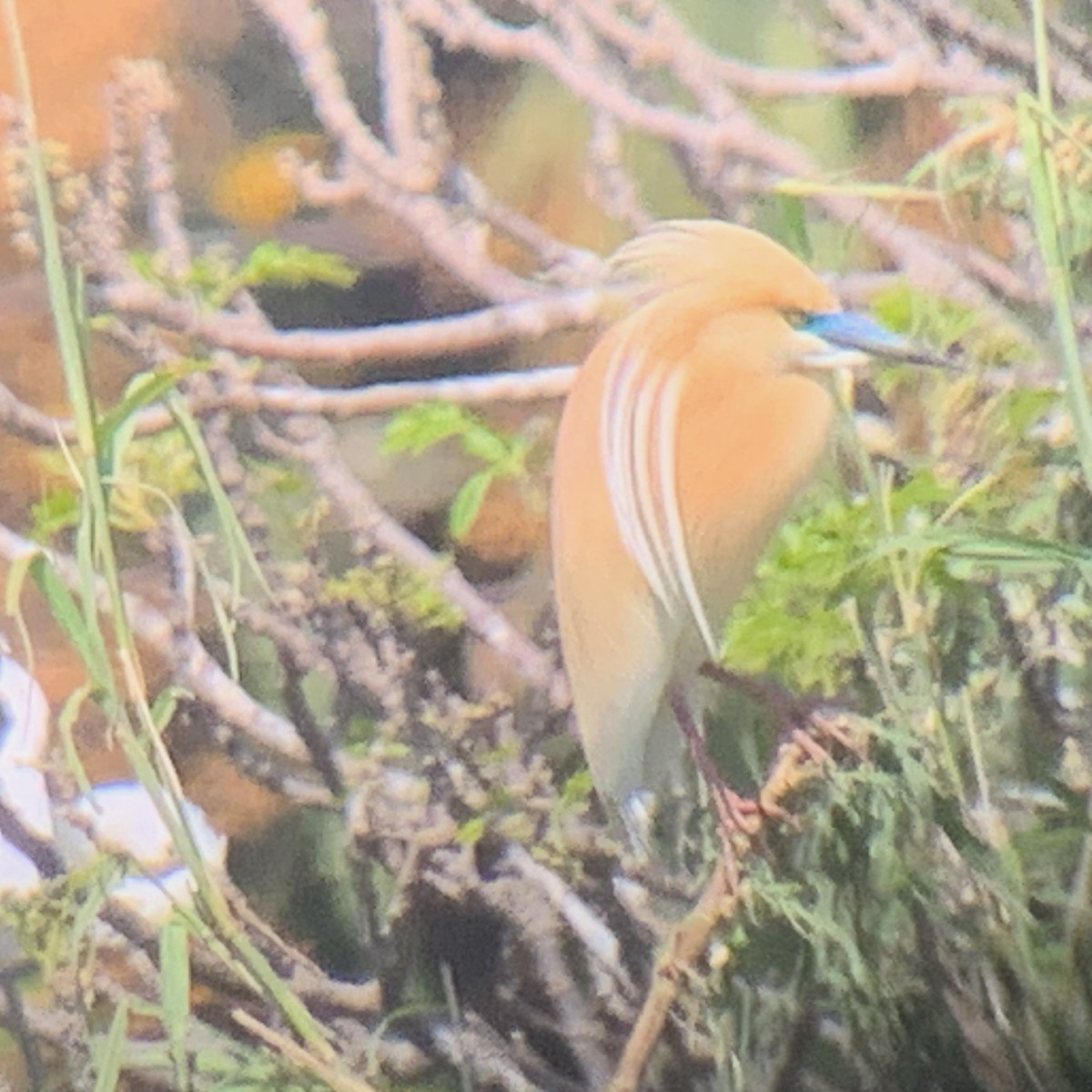 Malagasy Pond-Heron - ML613134234