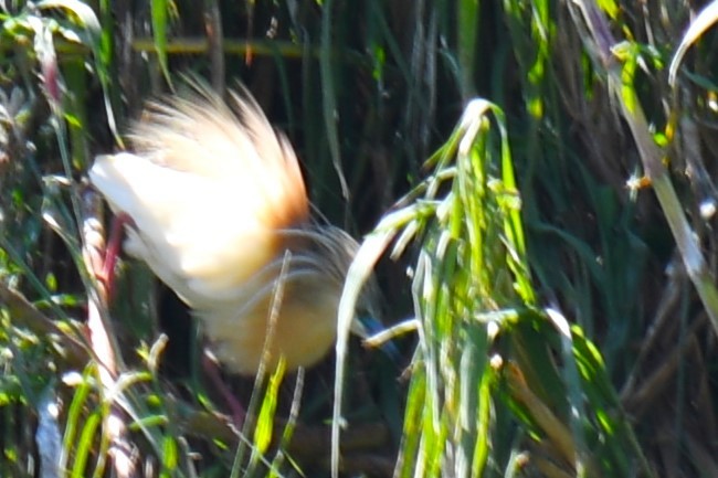 Malagasy Pond-Heron - ML613134320