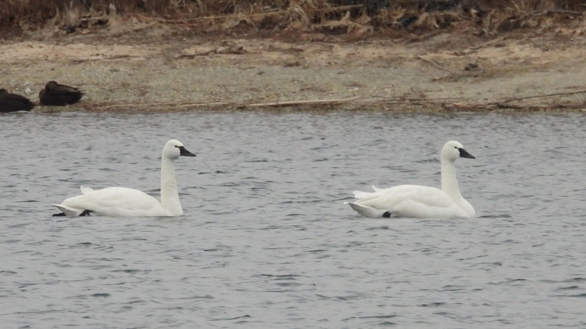 Tundra Swan - ML613134349