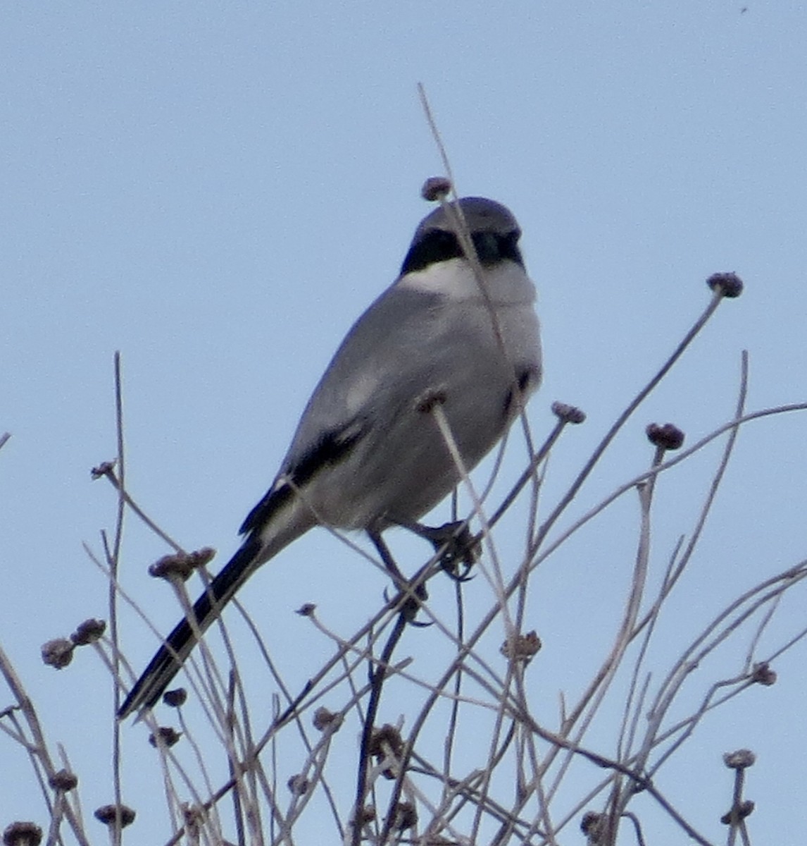 Loggerhead Shrike - ML613134368