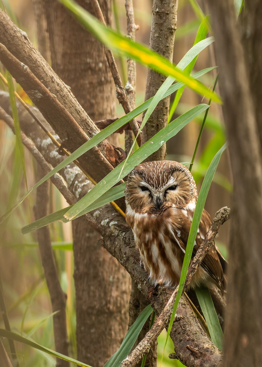 Northern Saw-whet Owl - ML613134383