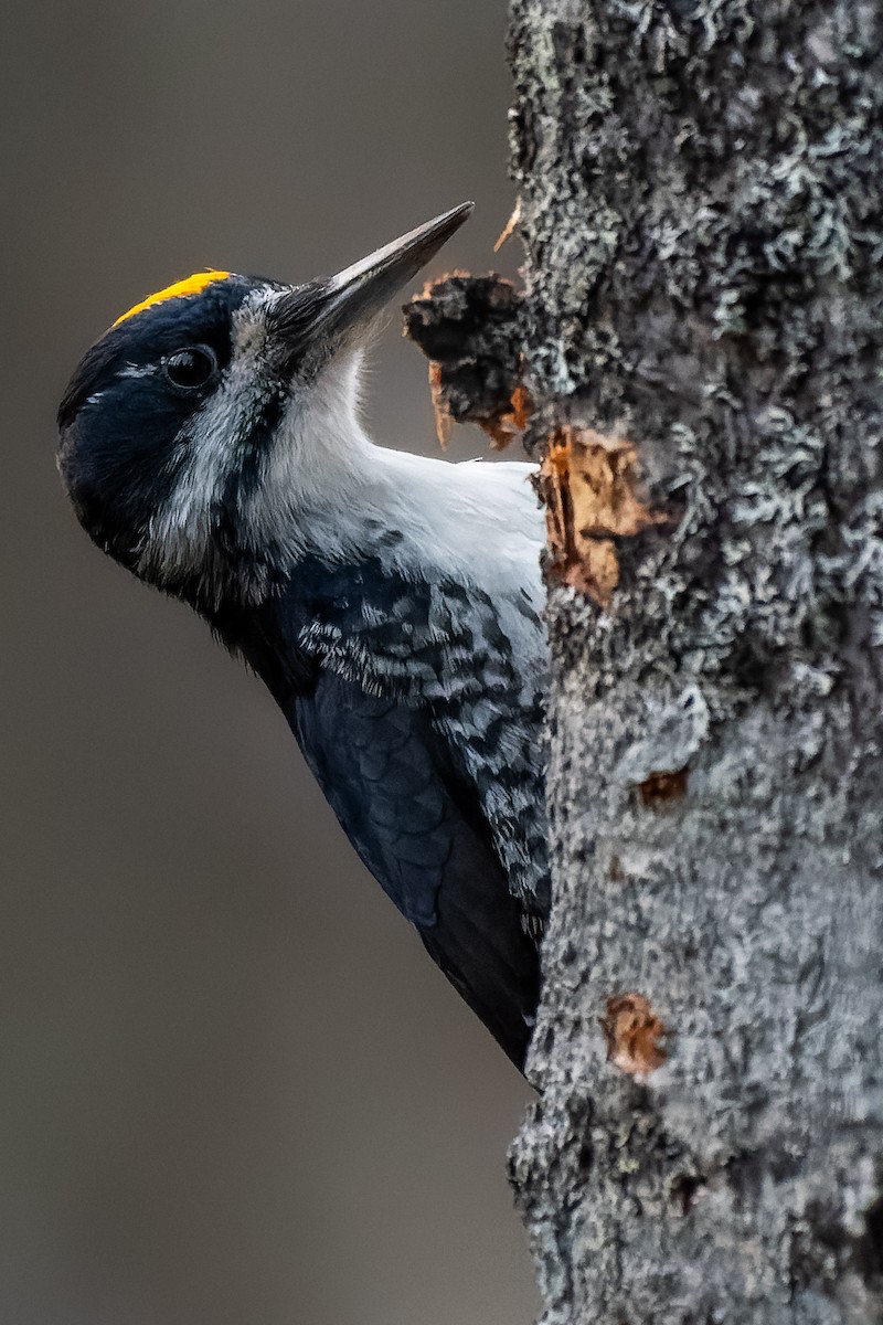 Black-backed Woodpecker - ML613134443