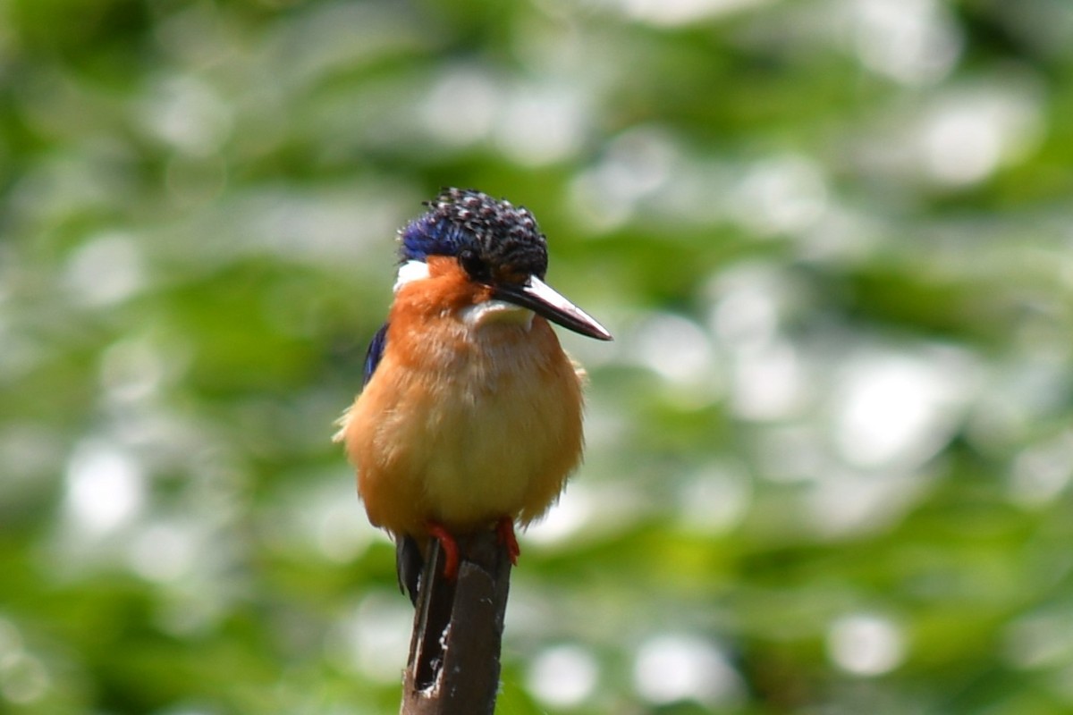 Malagasy Kingfisher - ML613134487
