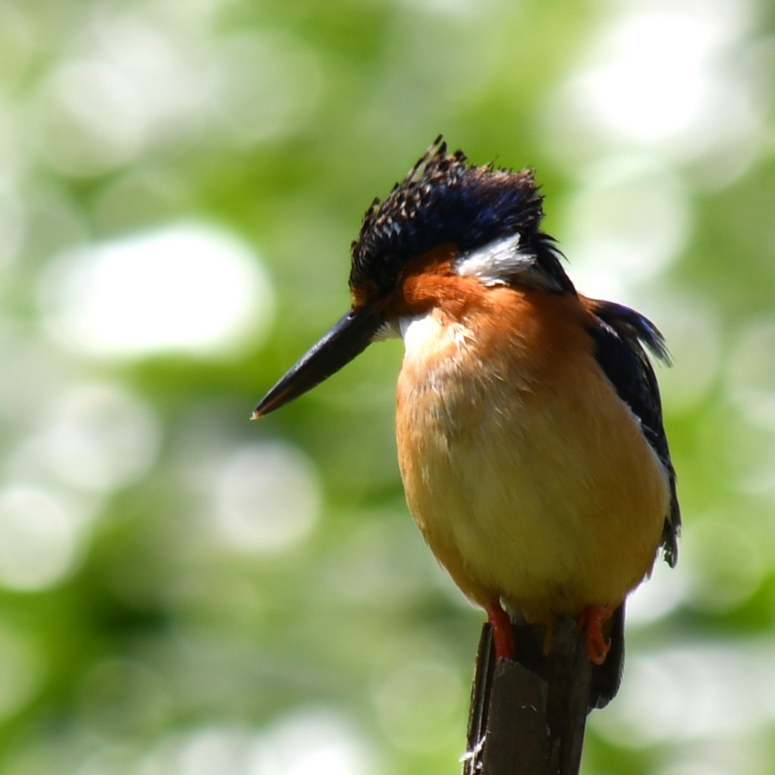 Malagasy Kingfisher - ML613134488