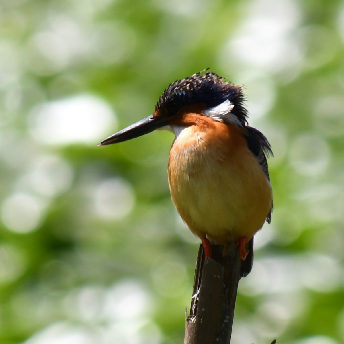 Malagasy Kingfisher - ML613134489