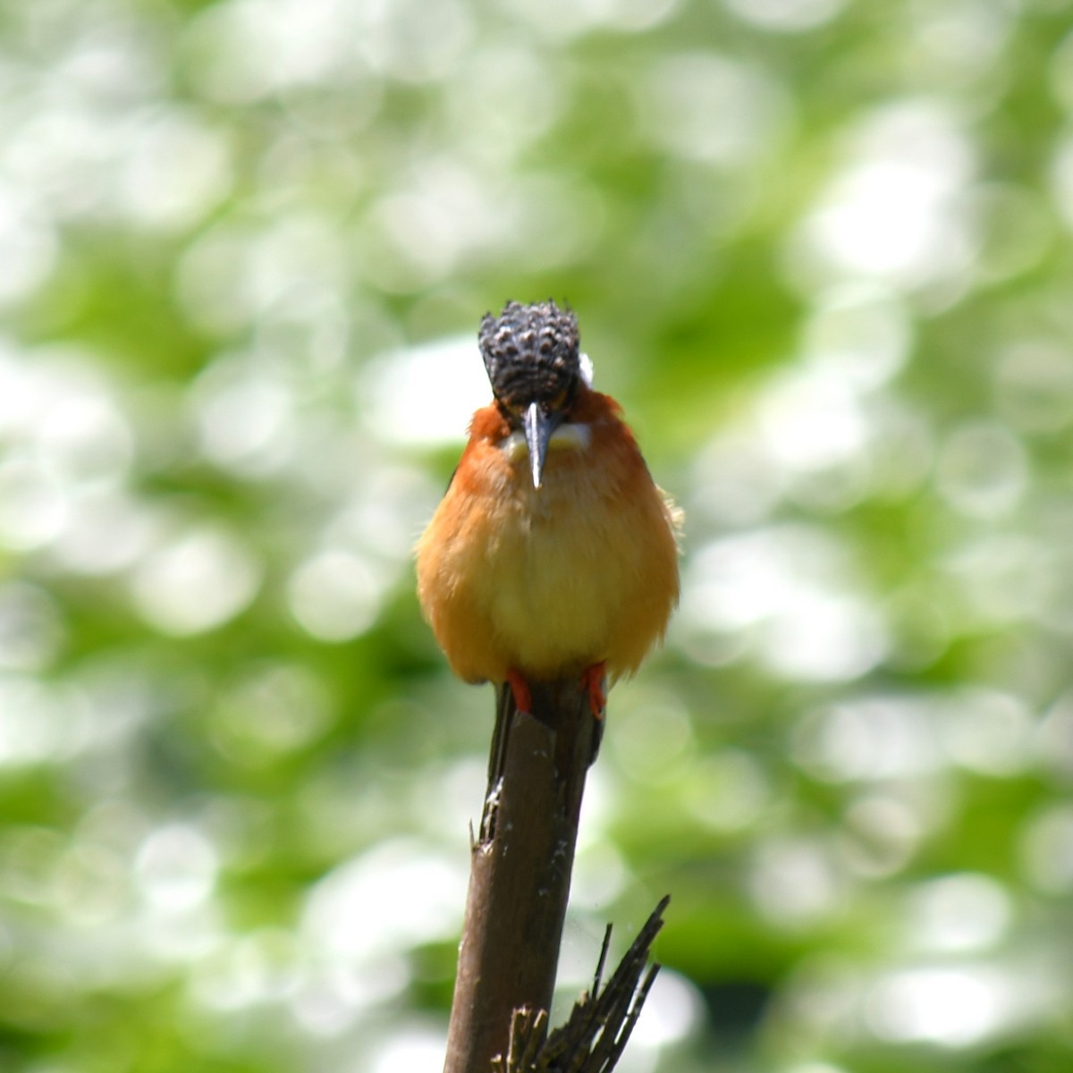 Malagasy Kingfisher - ML613134490