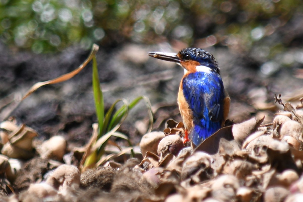 Malagasy Kingfisher - ML613134525