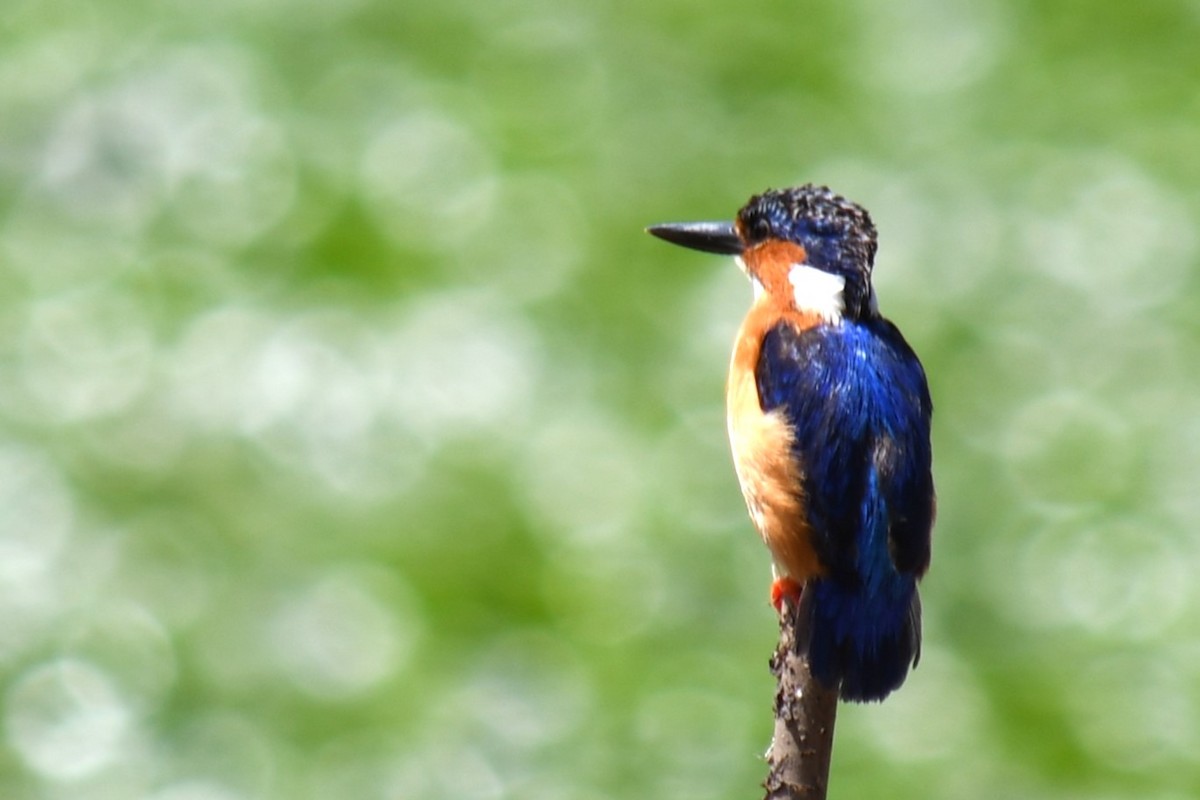 Malagasy Kingfisher - ML613134541