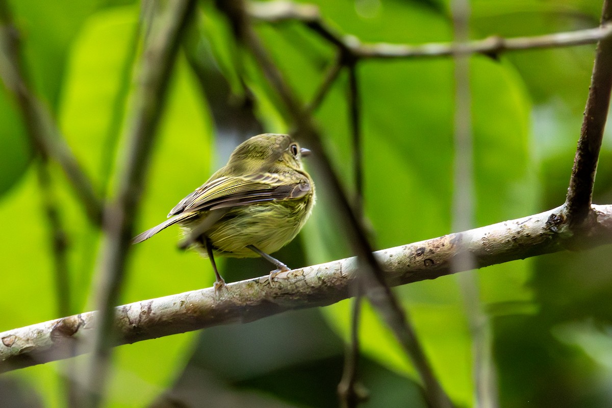 Snethlage's Tody-Tyrant - ML613134563