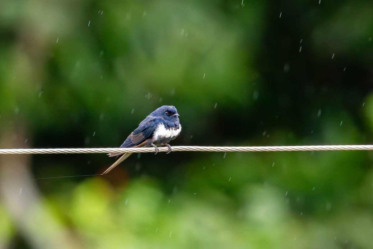 White-banded Swallow - ML613134569