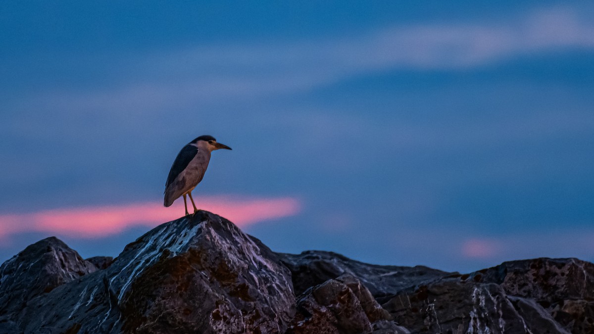 Black-crowned Night Heron - ML613134589