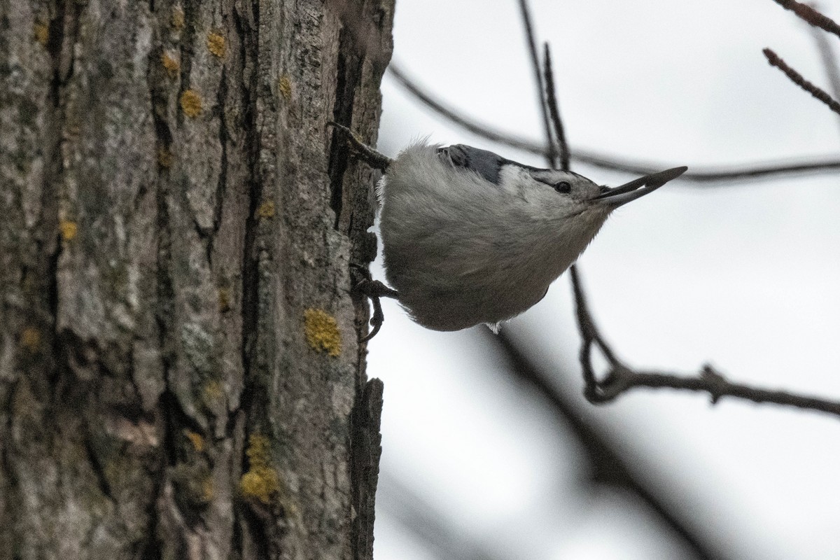White-breasted Nuthatch - ML613134598