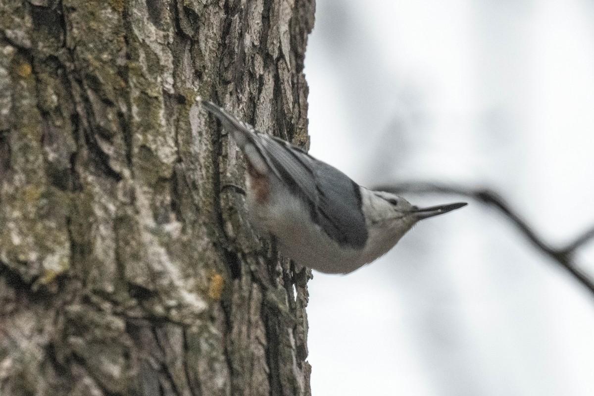 White-breasted Nuthatch - ML613134599