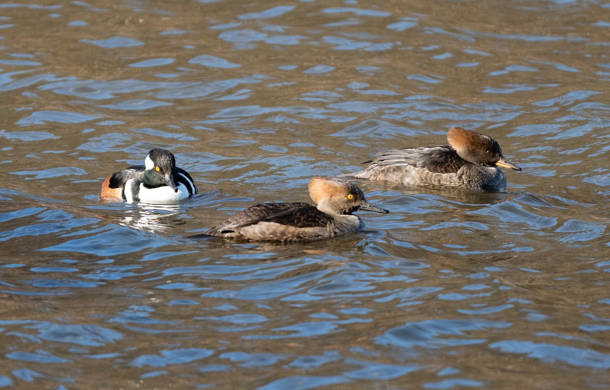 Hooded Merganser - ML613134657