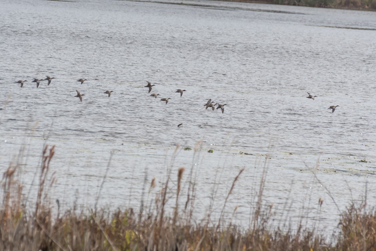 Blue-winged Teal - ML613134659