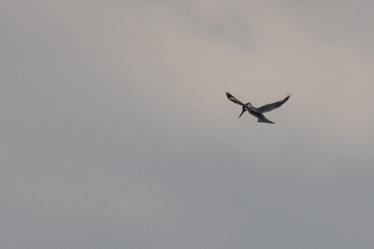 Belted Kingfisher - ML613134664