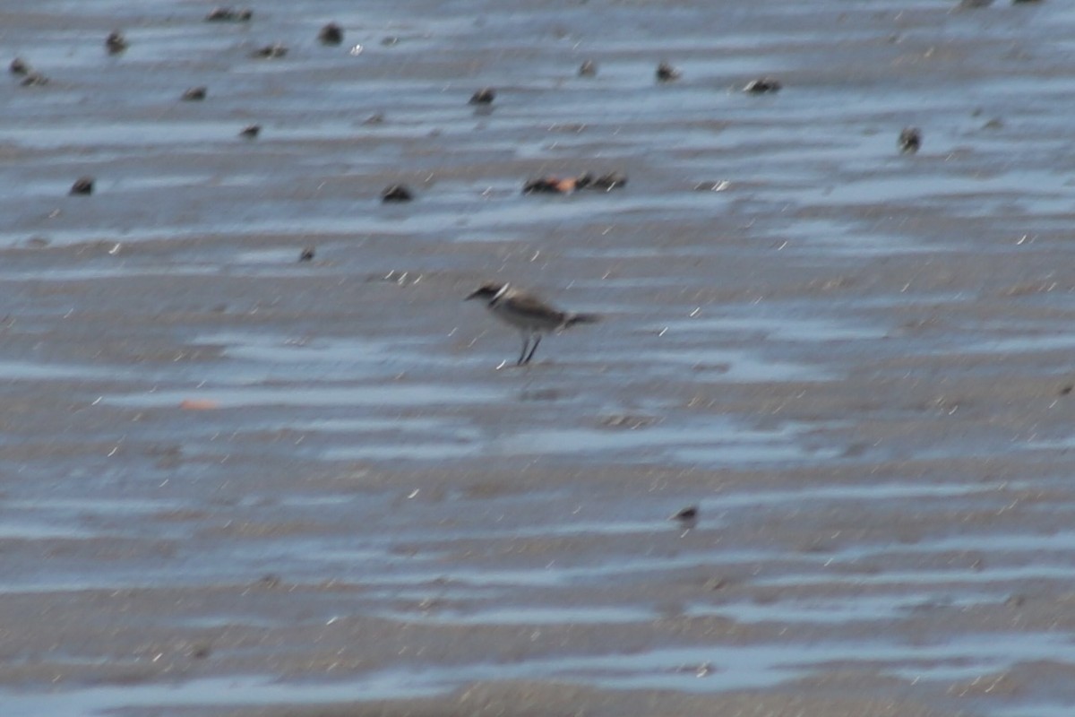 Semipalmated Plover - ML613134695