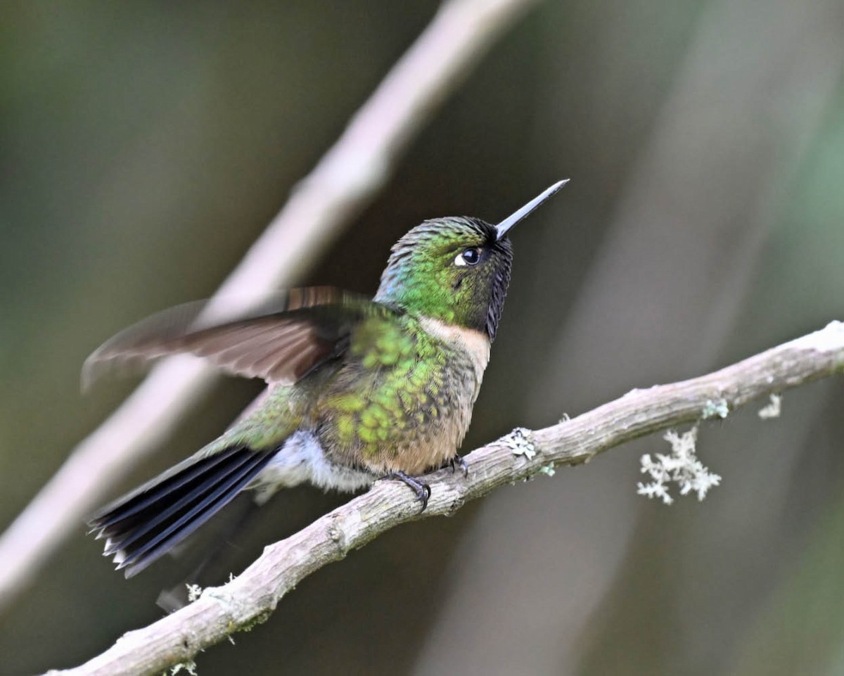 Amethyst-throated Sunangel - Tini & Jacob Wijpkema