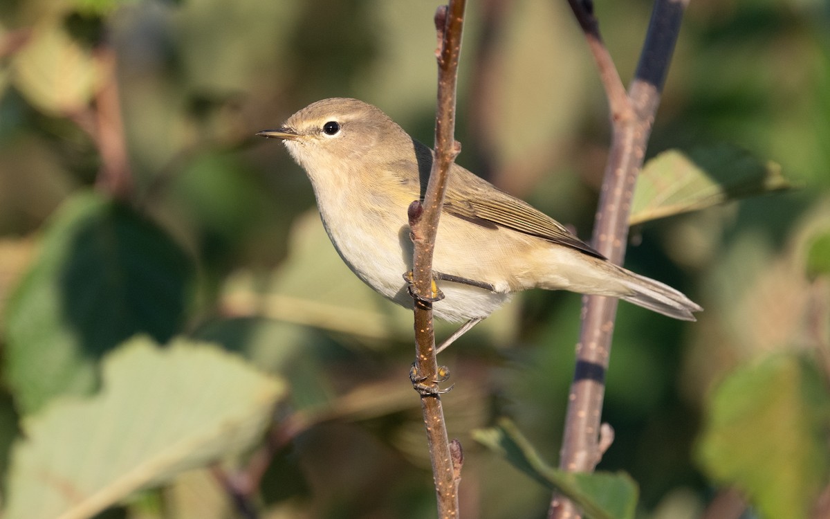 Common Chiffchaff - ML613134700