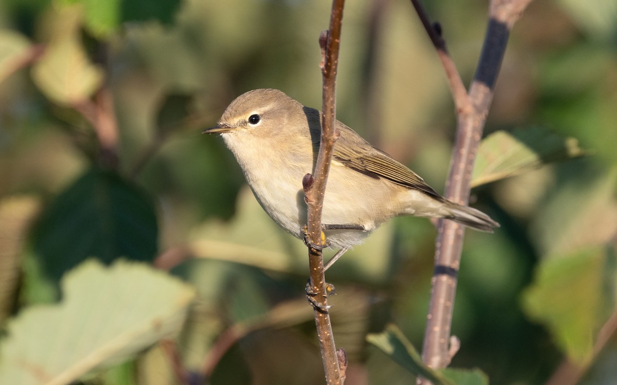 Common Chiffchaff - ML613134701