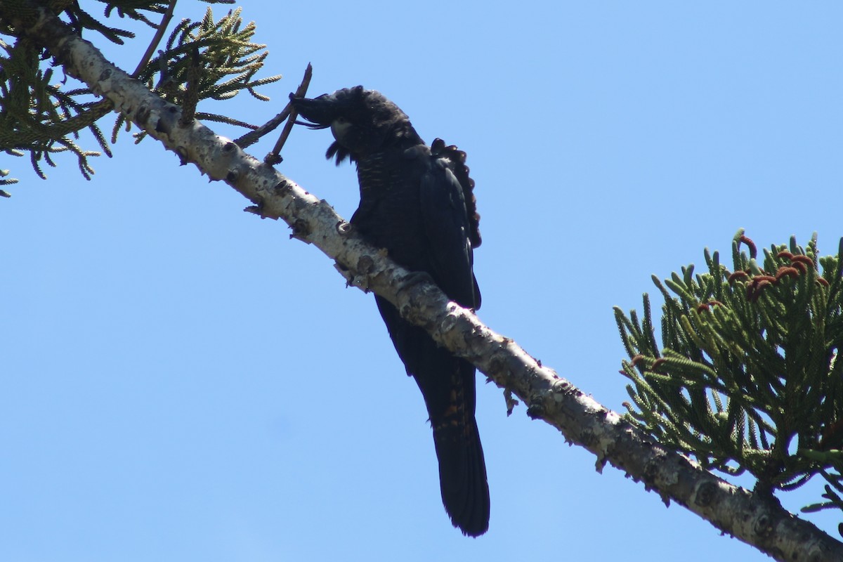 Red-tailed Black-Cockatoo - ML613134705