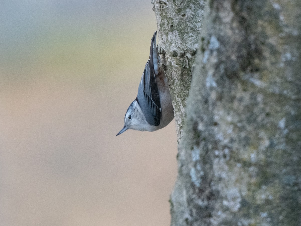 White-breasted Nuthatch - ML613134771