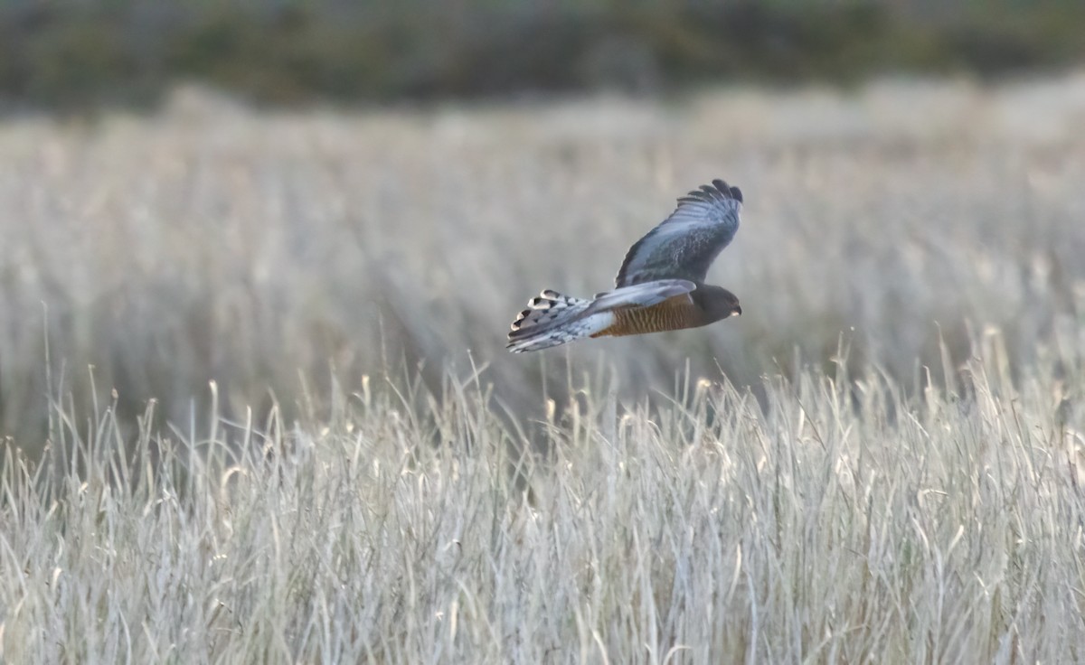 Cinereous Harrier - ML613134877