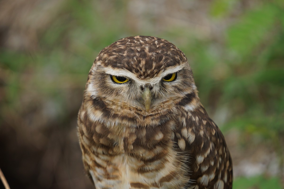 Burrowing Owl - ML613134894