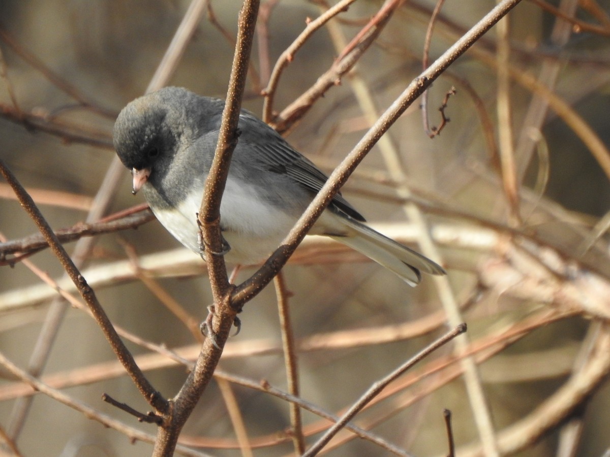 Dark-eyed Junco - ML613134922