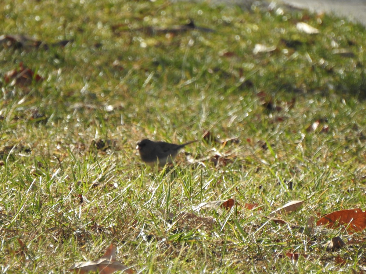 Junco Ojioscuro - ML613134923