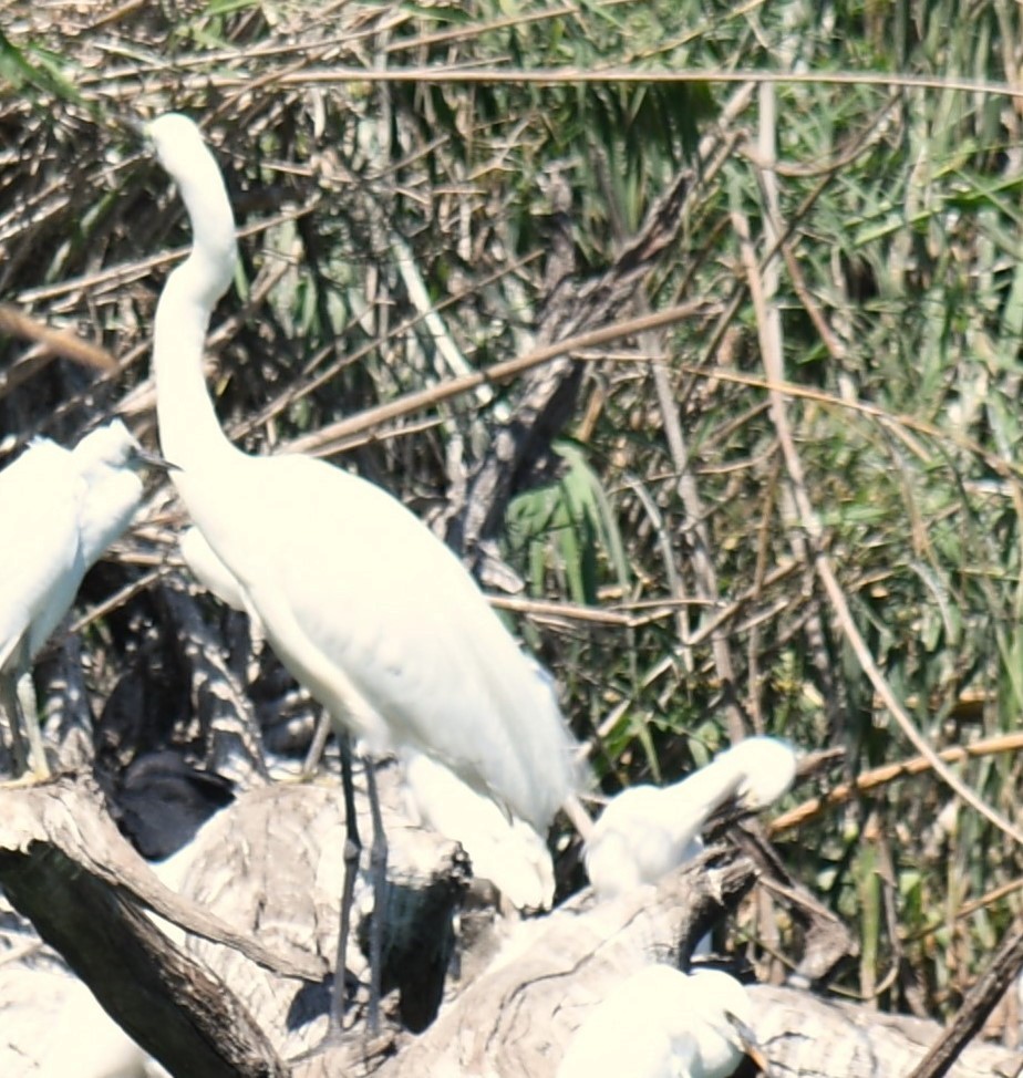 Great Egret (African) - ML613134933