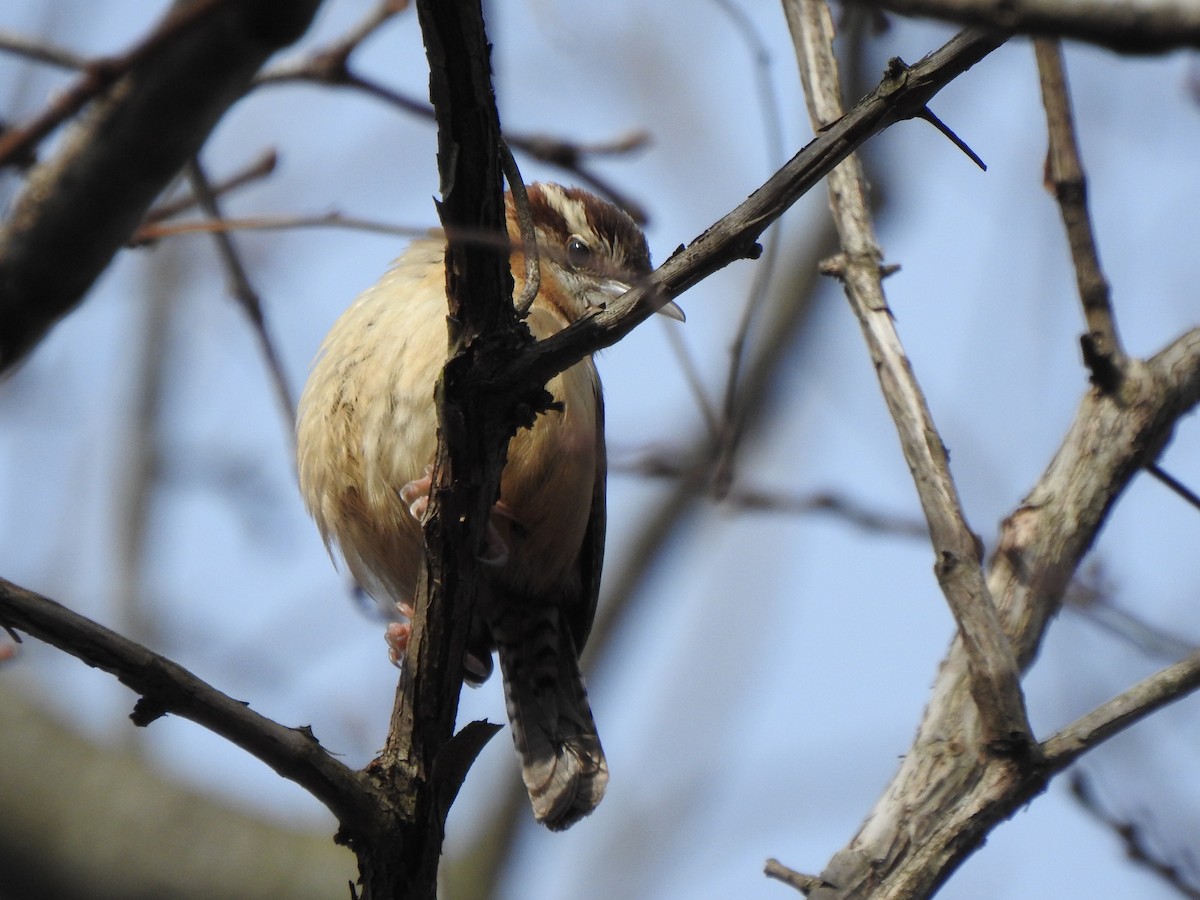 Carolina Wren - ML613134947