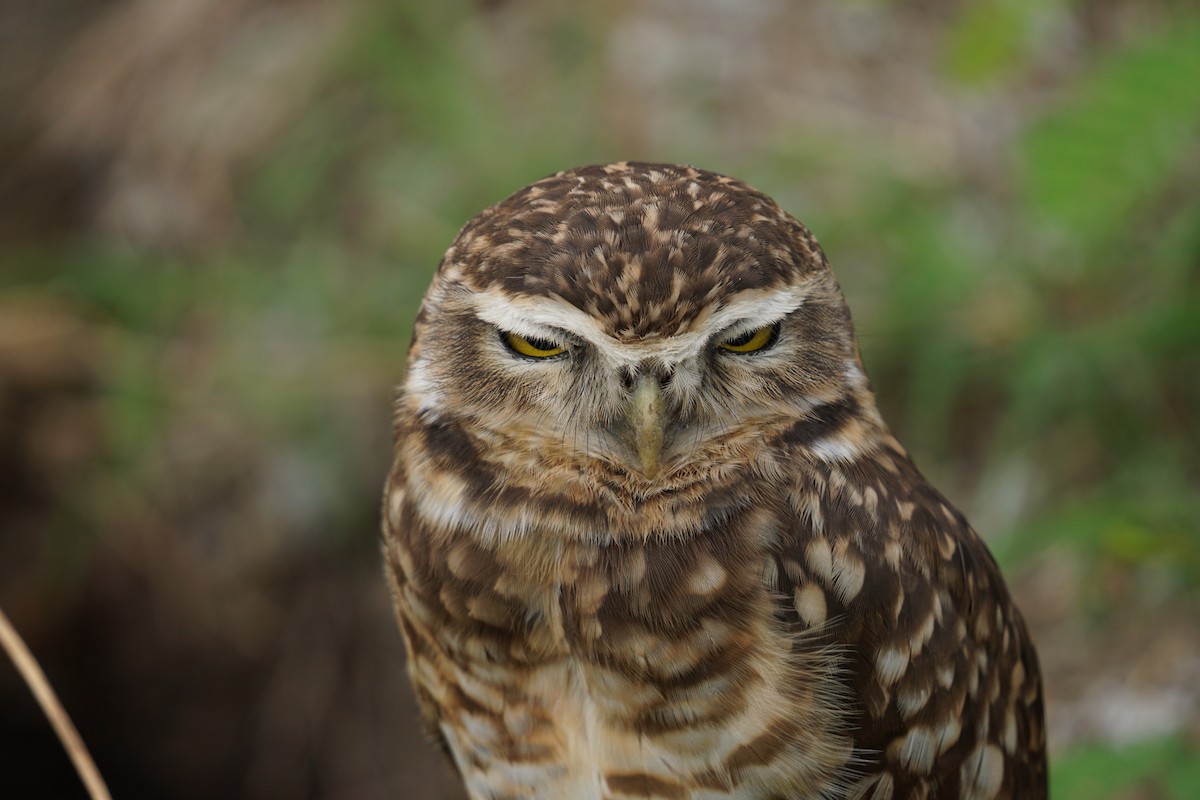 Burrowing Owl - ML613134975