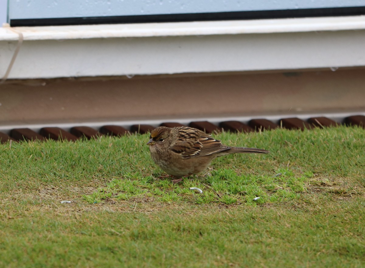 Golden-crowned Sparrow - ML613135001
