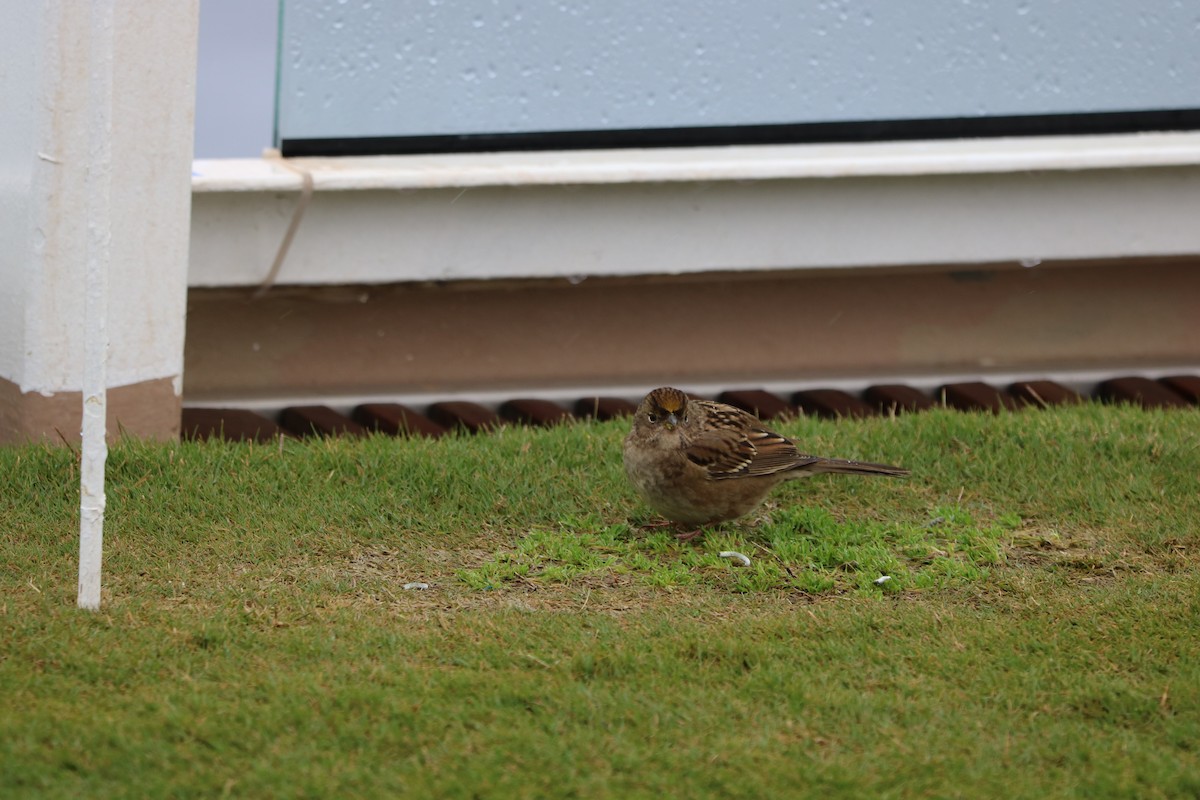 Golden-crowned Sparrow - ML613135004