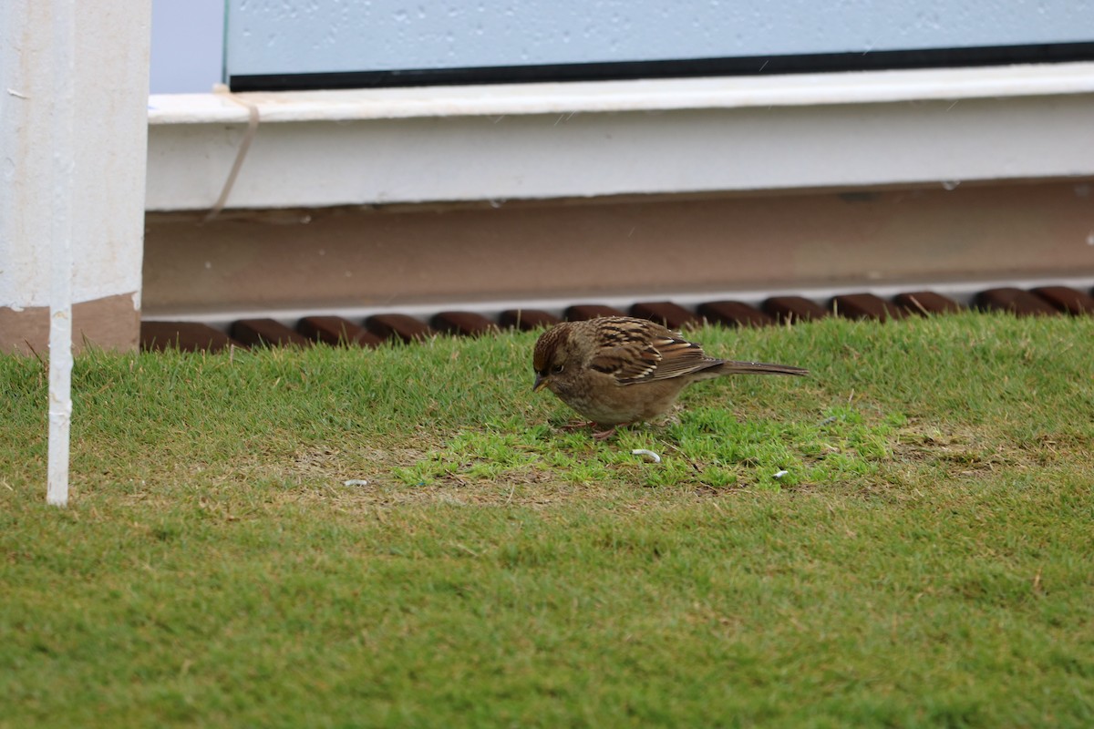 Golden-crowned Sparrow - ML613135005