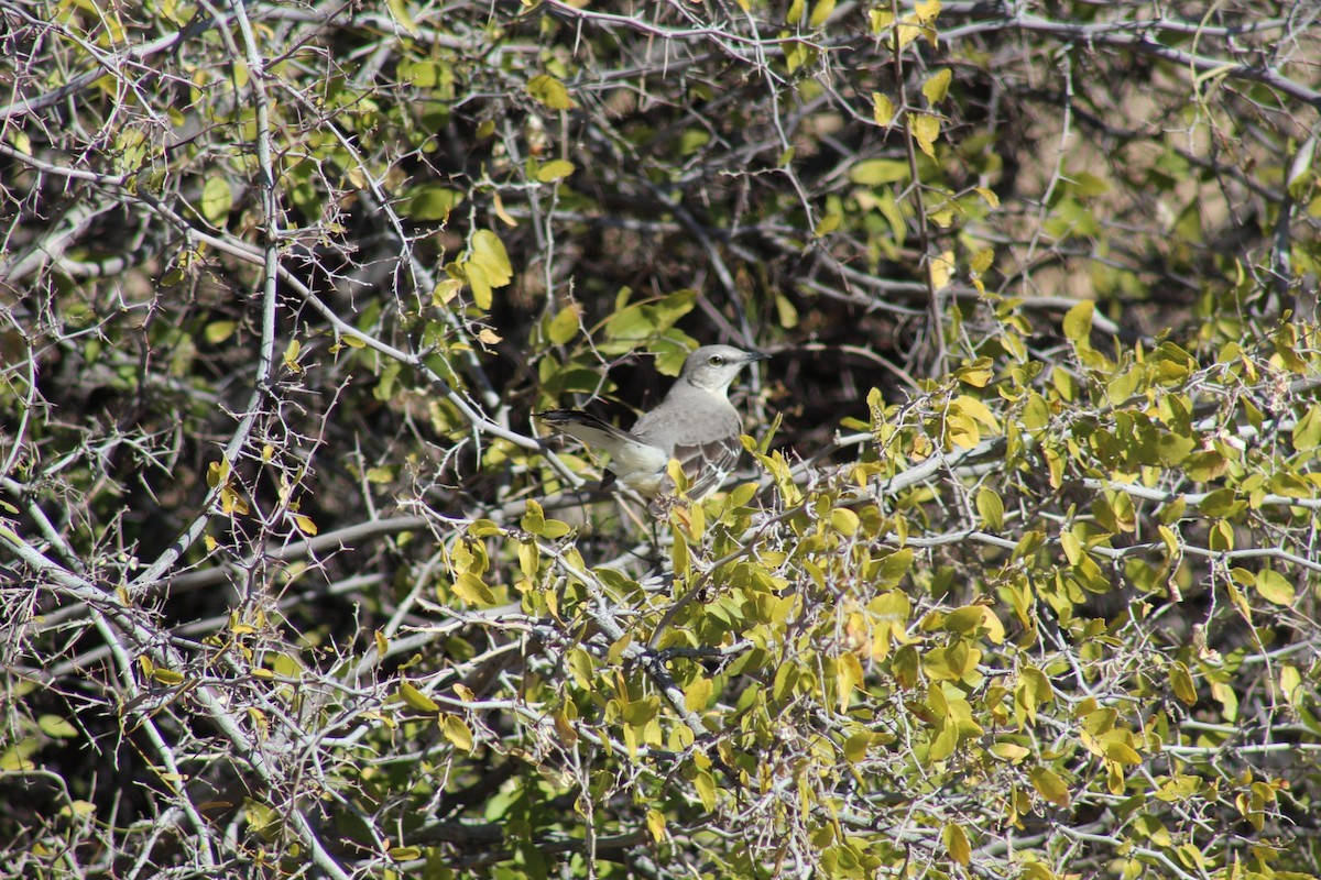 sangspottefugl - ML613135009