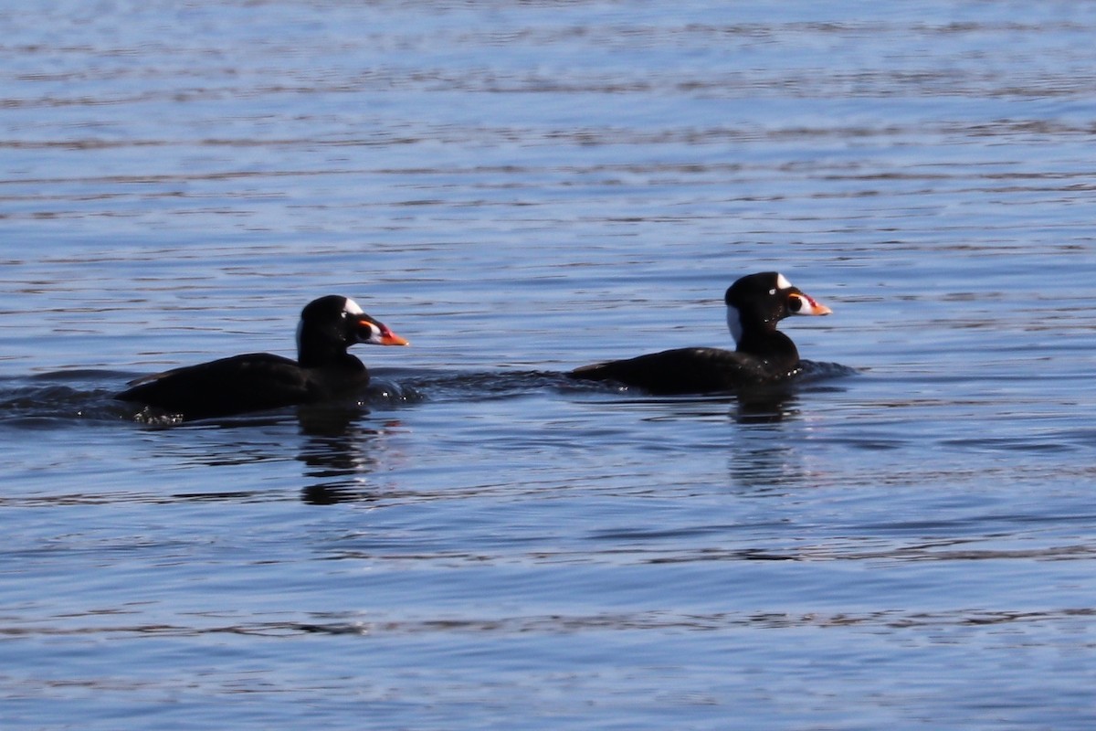 Surf Scoter - ML613135010