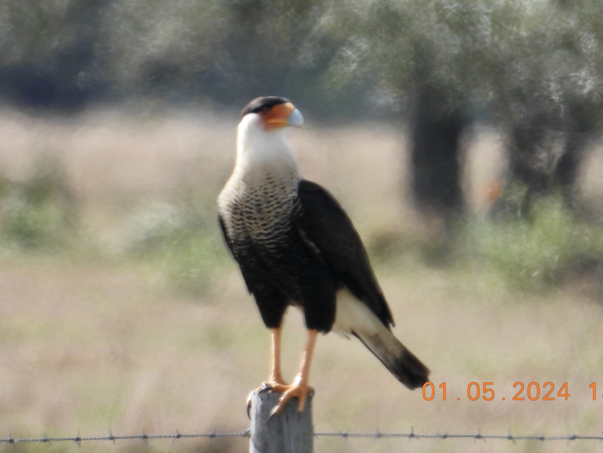 Crested Caracara - Jennifer  Kuehn