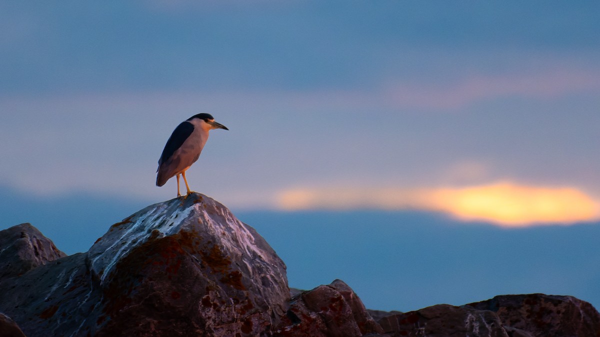 Black-crowned Night Heron - ML613135125