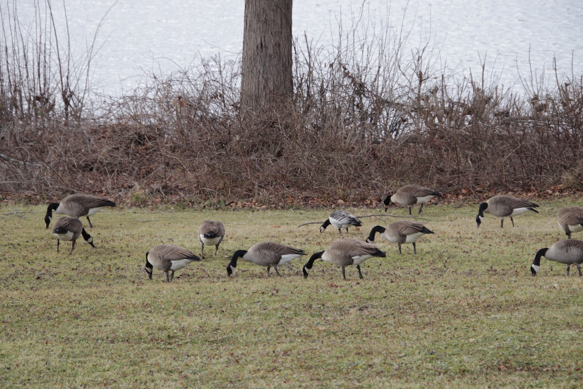 ברנטה לבנת-לחי - ML613135200