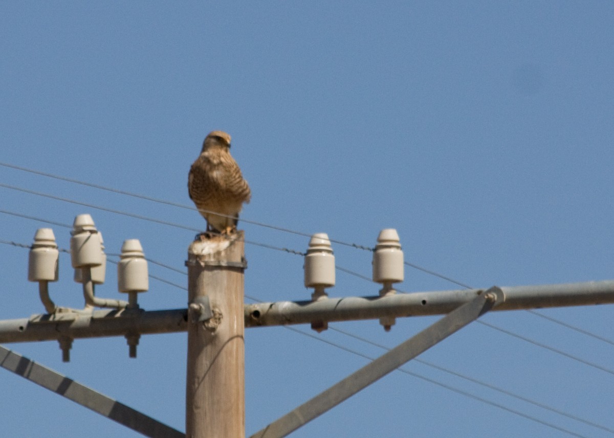 Greater Kestrel - ML613135204