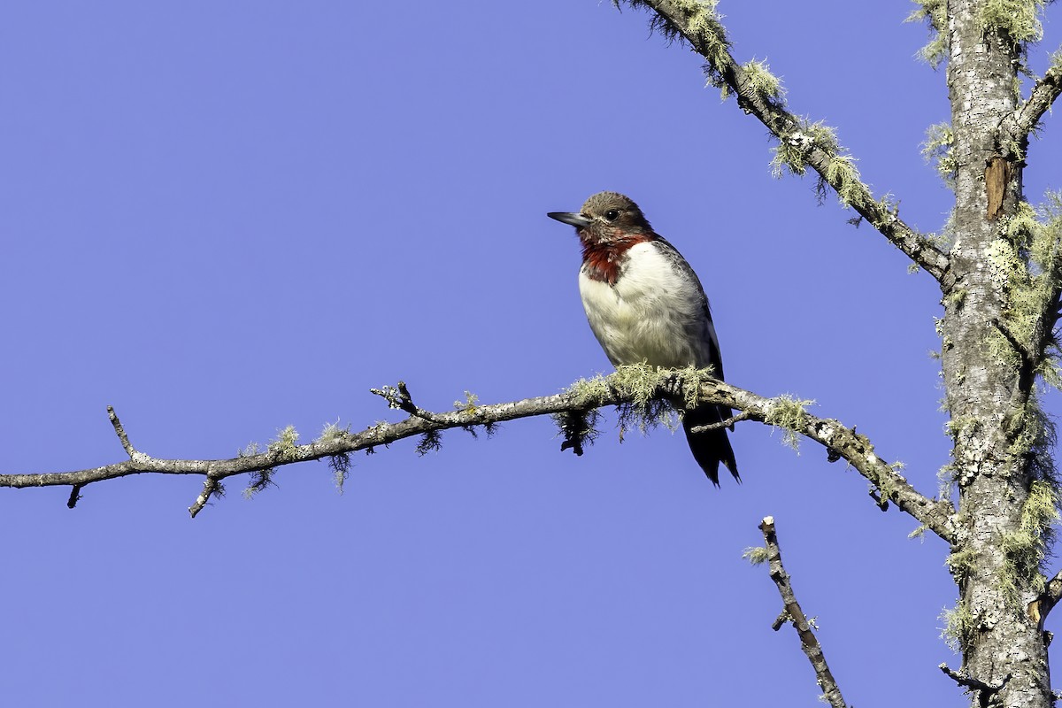 Red-headed Woodpecker - Mel Green