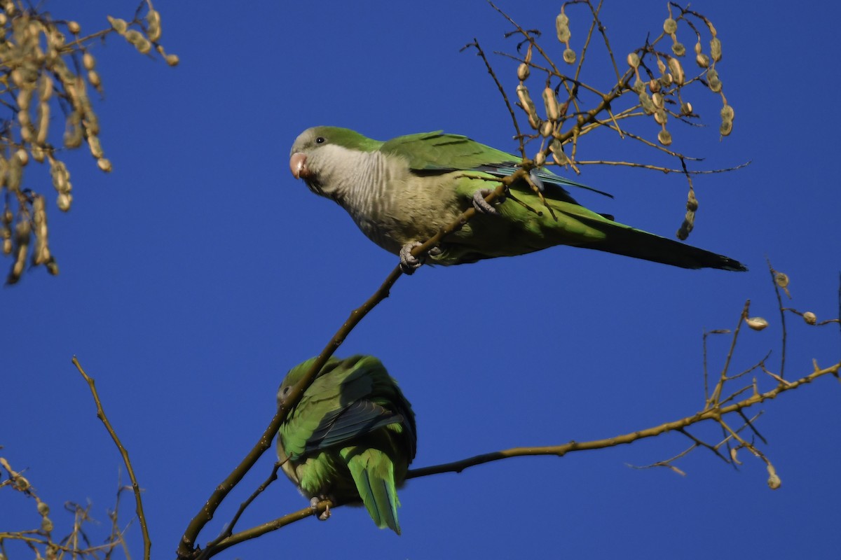 munkeparakitt (monachus gr.) - ML613135215