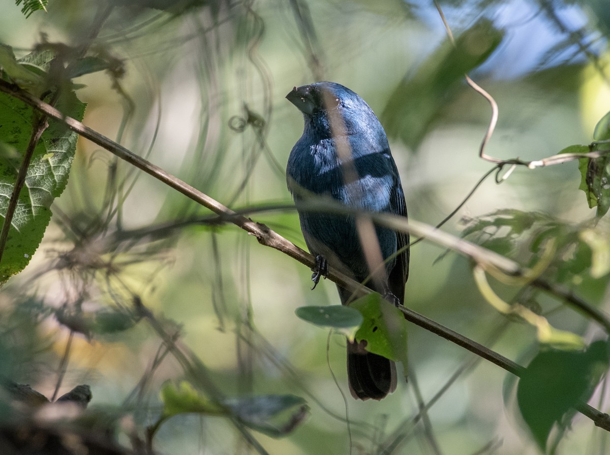 Glaucous-blue Grosbeak - ML613135228