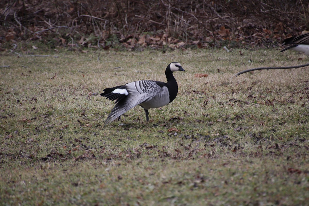 ברנטה לבנת-לחי - ML613135234