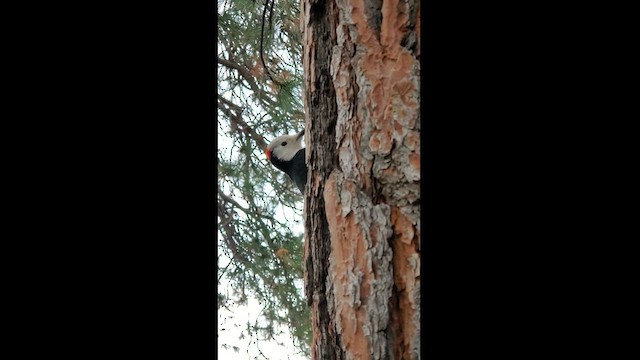 White-headed Woodpecker - ML613135248